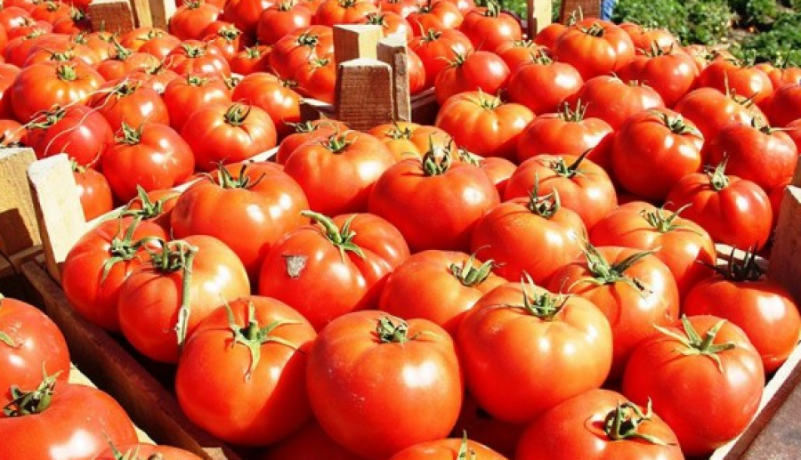 Skandali i domateve me pesticide të kthyera nga Kroacia/ Lëshohen urdhër-arreste për tre persona në Berat, mes tyre dhe dy inspektorë të AKU-së (EMRAT)
