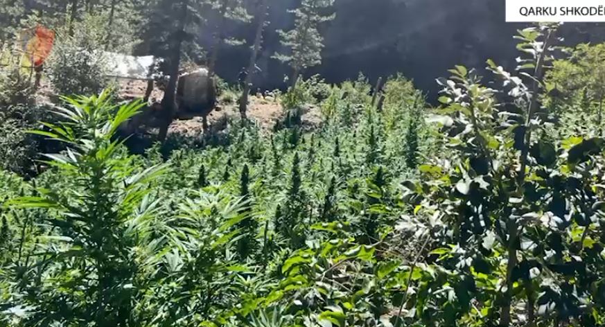 Zbulohen mbi 8 mijë bimë narkotike në Shkodër, nisin hetimet për 5 kryetarë fshatrash