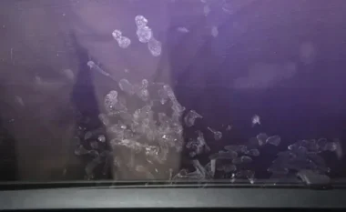 E rëndë/ 2-vjeçarja humb jetën pasi makina shpërthen në flakë, babai e harroi në mjet teksa shikonte video për të rritur