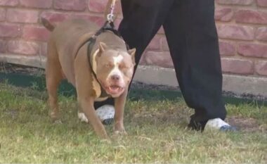 E rëndë në Greqi, pitbulli sulmon për vd*kje foshnjën e shqiptarit, po luante në oborrin e shtëpisë