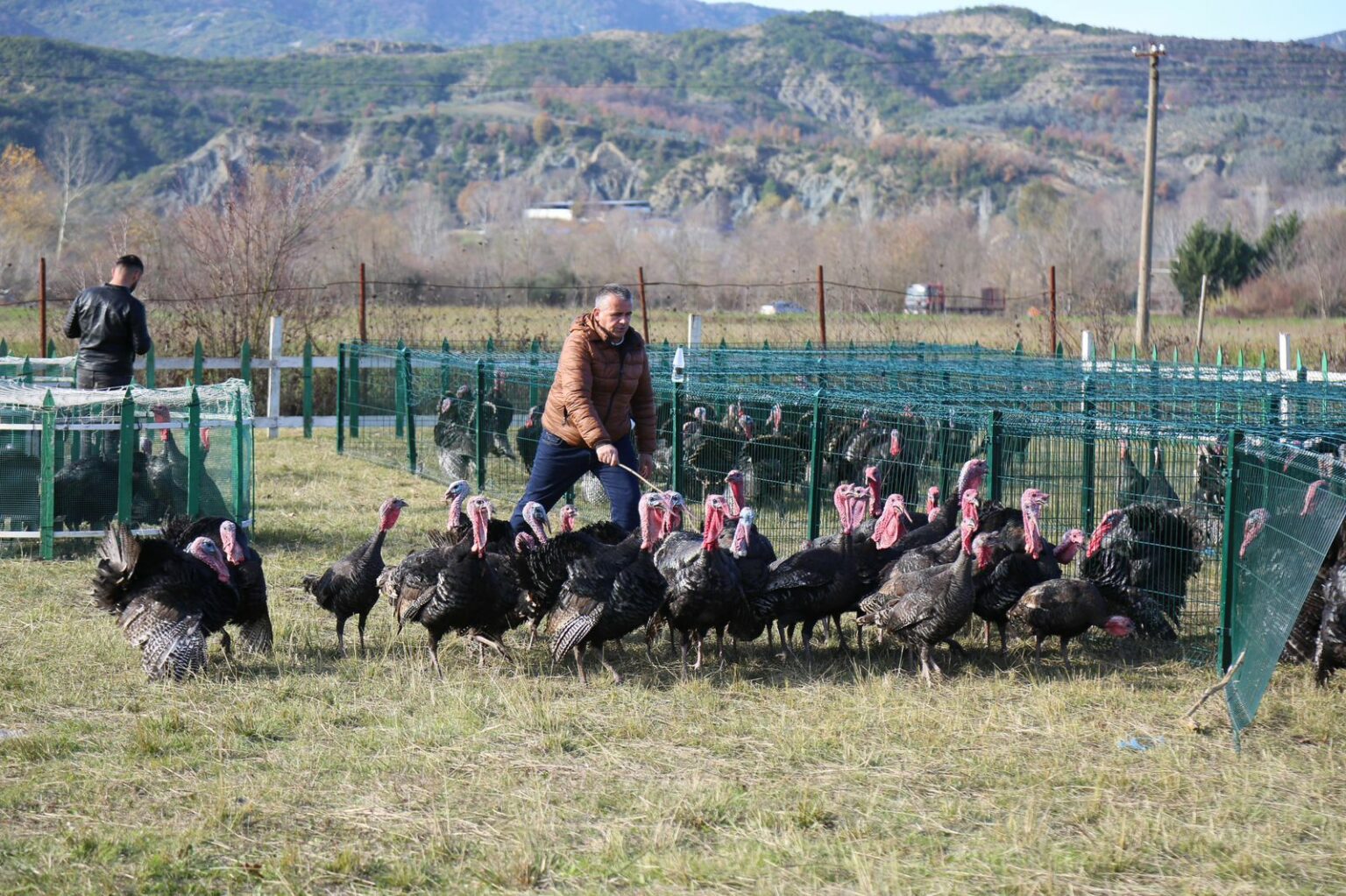 Baldushk  hapet tregu i shpendëve  tradita e fundvitit që mbledh qytetarët e Tiranës