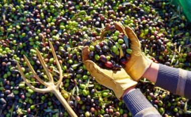 Rënia e prodhimit rrit deri 11% çmimin e vajit të ullirit/ Ja me sa shitet në treg, vështirësohet eksporti