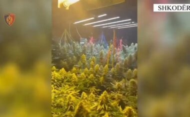 Kultivonte bimë narkotike në një banesë ne qira, arrestohet 22-vjeçari, pranga edhe një punonjësi të OSHEE-së, dy të tjerë nën hetim (EMRAT)