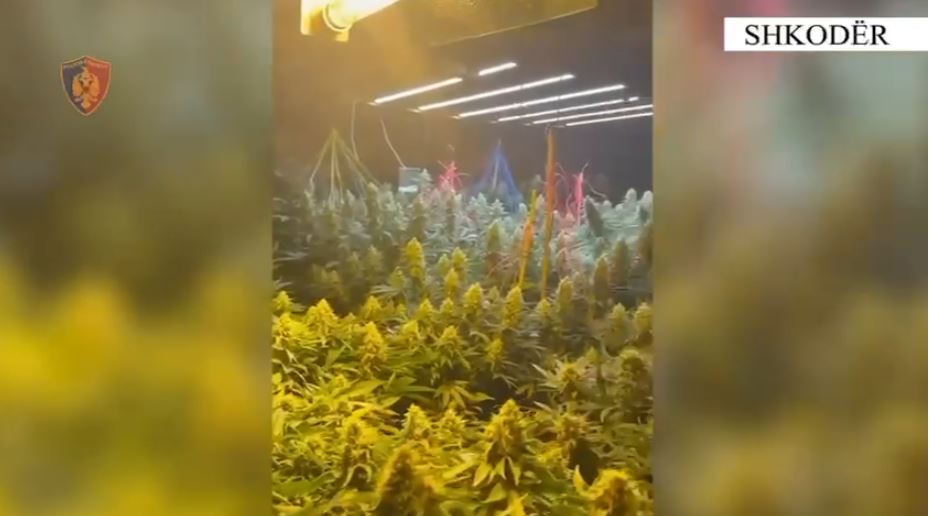 Kultivonte bimë narkotike në një banesë ne qira, arrestohet 22-vjeçari, pranga edhe një punonjësi të OSHEE-së, dy të tjerë nën hetim (EMRAT)