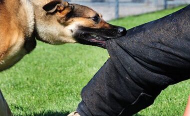 Qentë endacakë sulmojnë qytetarët në Klos, 5 persona përfundojnë në spital