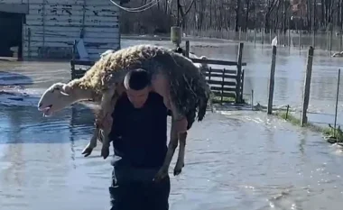 Dalja e lumit Seman nga shtrati shkakton dëme të mëdha/ Fermerët kërkojnë ndihmë urgjente