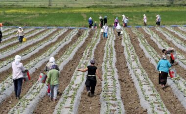 BIRN: Censi i Bujqësisë, qeveria bën gati nismën për të dhënat e ekonomisë rurale