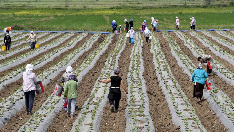 BIRN  Censi i Bujqësisë  qeveria bën gati nismën për të dhënat e ekonomisë rurale