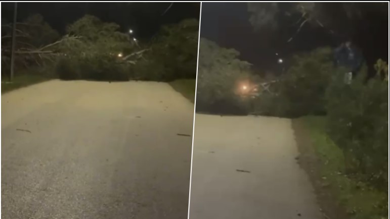 Era e fortë rrëzon disa pisha rrugës për në Zvërnec, bllokohet kalimi për automjetet, ndërhyjnë forcat zjarrfikësve