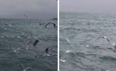 VIDEOLAJM/ Deti i Sarandës “pushtohet” nga pulëbardhat, spektakël natyror mes shiut