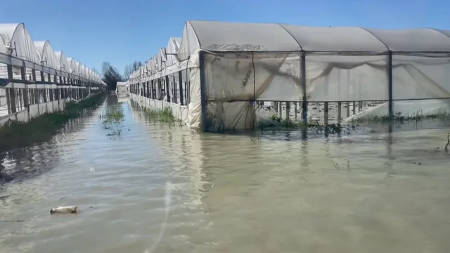 Përmbytje të tjera në Berat  lumi Seman del nga shtrati dhe shkatërron prodhimet bujqësore