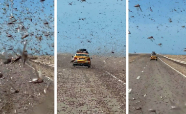 Panik për shoferët në Sahara, tufa gjigante karkalecash “pushtojnë” rrugën (VIDEO)