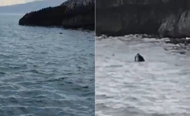 Spektakël në det! Foka e Mesdheut surprizon peshkatarët e Radhimës në Parkun Detar Karaburun-Sazan (PAMJE)