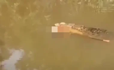 Indonezi, një grua sulmohet nga krokodili ndërsa kërkonte midhje në lumin Luan Boya