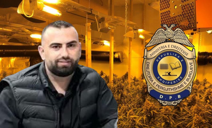 Drejtori të Rrogozhinës iu zbuluan tre mijë rrënjë kanabis në banesë, reagojnë Burgjet: E kemi pezulluar nga detyra