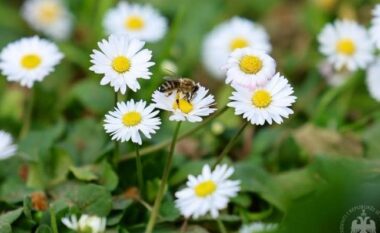 Presidenti Begaj uron Ditën e Verës: Një nga festat që ka mbijetuar përtej shekujve