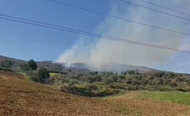 Zjarr në ullishtet e Duhanasit në Berat, flakët përhapen drejt zonës me pisha