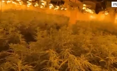 Kanabisi në magazinën në Peqin! Policia: Në pranga faturisti i energjisë elektrike, shpallen në kërkim 4 persona