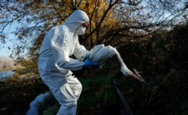 Konfirmohet rasti i parë i gripit të shpendëve në Evropë