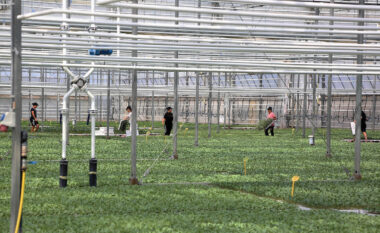 Bujqësia në “koma”, importet e ushqimeve rriten me 19% në 3-mujorin e parë