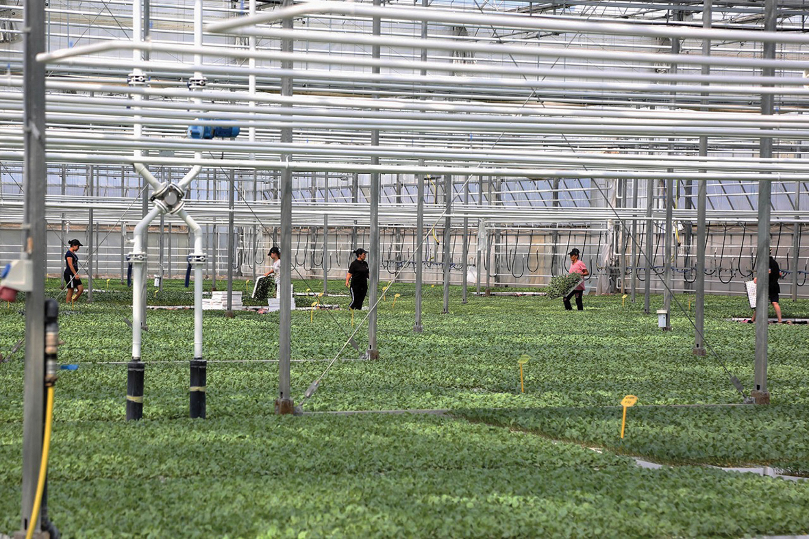 Bujqësia në “koma”, importet e ushqimeve rriten me 19% në 3-mujorin e parë