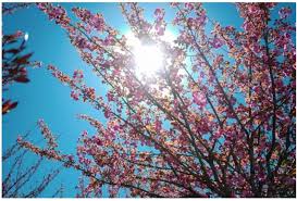 Temperaturat arrijnë deri në 27 gradë/ Njihuni me parashikimin e motit, 18 Prill 2026