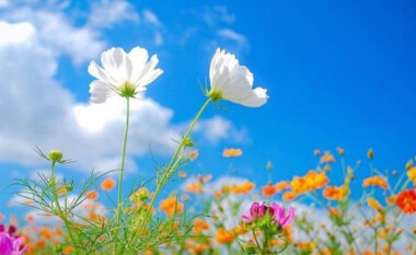 Kushte atmosferike relativisht të qëndrueshme/ Njihuni me parashikimin e motit, 23 Prill 2026