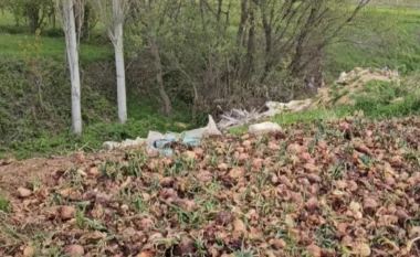 Në Korçë po hidhen qepët/ Fermerët po flakin në kanale mundin e tyre: Nuk i shitëm dot prodhimet