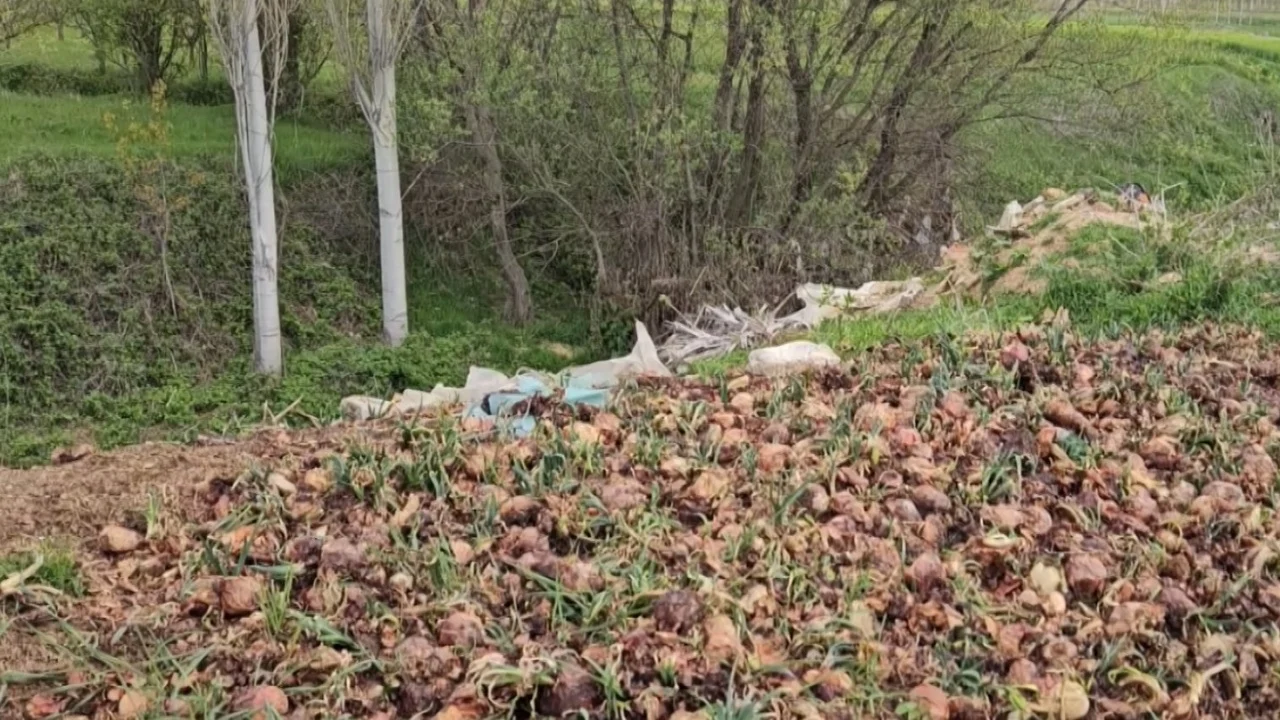 Në Korçë po hidhen qepët/ Fermerët po flakin në kanale mundin e tyre: Nuk i shitëm dot prodhimet