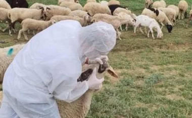 Rikthehet murtaja e bagëtive në Shkodër, karantinohet një fshat në Dajç, 20 krerë ngordhin, 60 do asgjësohen! Fermeri: Kam 15 mln lekë dëme