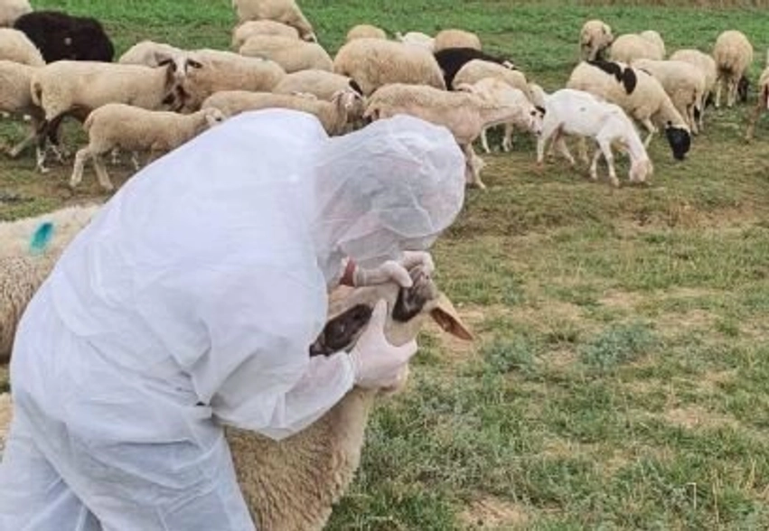 Rikthehet murtaja e bagëtive në Shkodër  groposen rreth 20 krerë dele  Ministria e Bujqësisë urdhëron vendosjen në karantinë të zonës së prekur