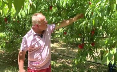 Pjeshkët kalben në pemë në Cërrik, çmimet bien deri në 40 lekë, fermerët mbeten pa treg për prodhimin
