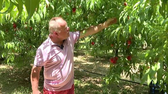Pjeshkët kalben në pemë në Cërrik  çmimet bien deri në 40 lekë  fermerët mbeten pa treg për prodhimin