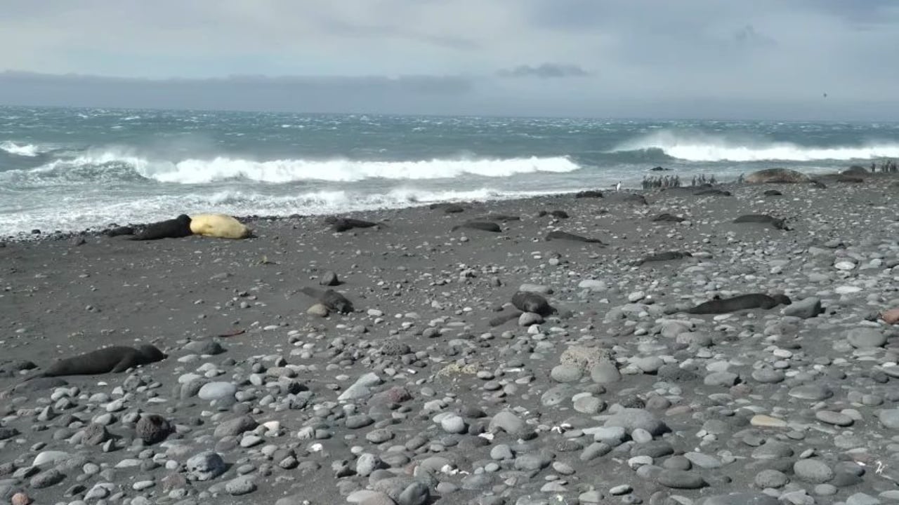 gripi-i-shpendeve-godet-antarktiden-mbi-13-mije-foka-pinguine-dhe-zogj-te-ngordhur