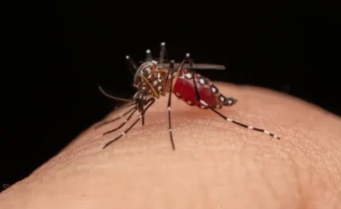 Konfirmohet në Maqedoninë e Veriut rasti i parë me virusin Zika, infektimi ndodhi gjatë pushimeve në Maldive