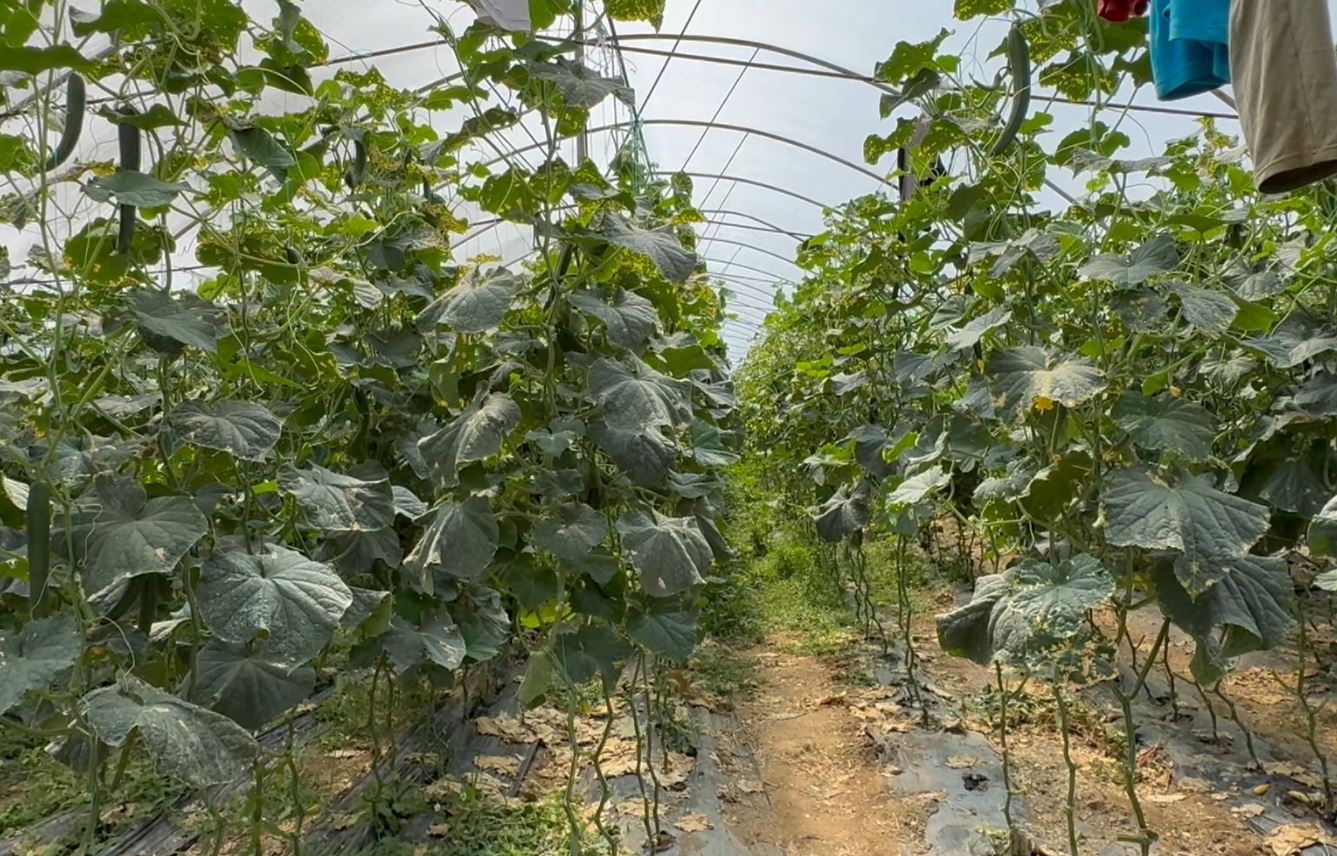 Low farm prices and expensive market sales  cucumber farmers in Elbasan raise concerns over minimal profits