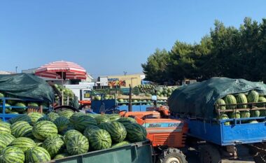 Divjakë, shalqiri i fushës së hapur mbetet pa treg, fermerët paralajmërojnë humbje