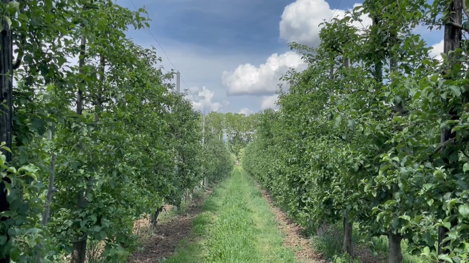 Farmers in Korçë seek state intervention to insure agricultural produce