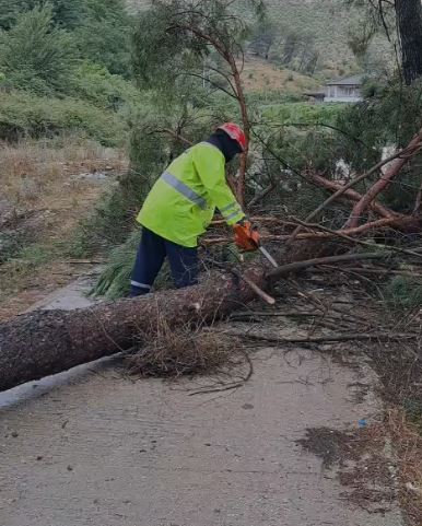 Strong winds in Gjirokastër topple trees  traffic temporarily blocked on several roads