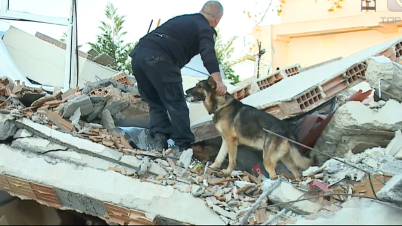 Brandi  heroi me katër putra i tërmetit të 26 nëntorit  përfundoi në ankand pas 9 vitesh shërbim në polici dhe e çuan në strehën e qenve endacakë