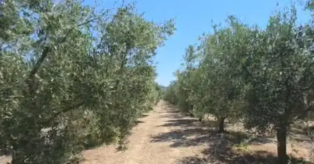 Treg i huaj për vajin e ullirit  Fermerët ankohen se nuk kanë shitur ende atë të vitit të kaluar  detyrohen ta shesin jashtë