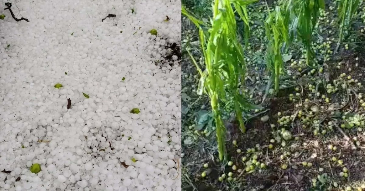Breshëri i fortë godet Zavalinën e Elbasanit  dëmtohet rëndë pemëtaria