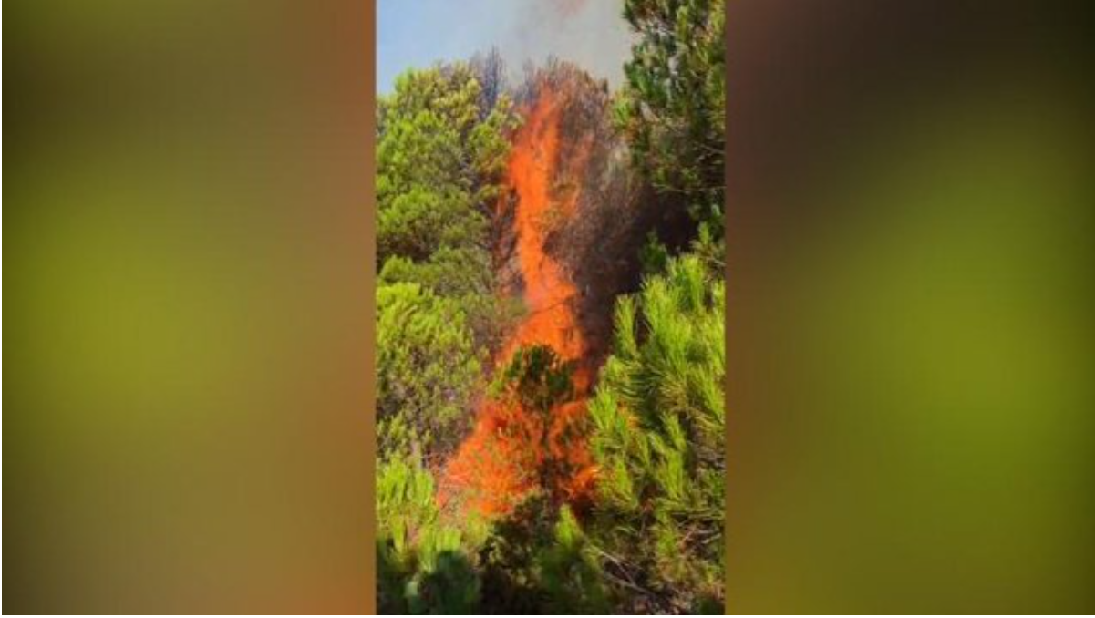 VIDEO  Vatër zjarri në Rriban të Mallakastrës  terreni vështirëson ndërhyrjen e zjarrfikëse
