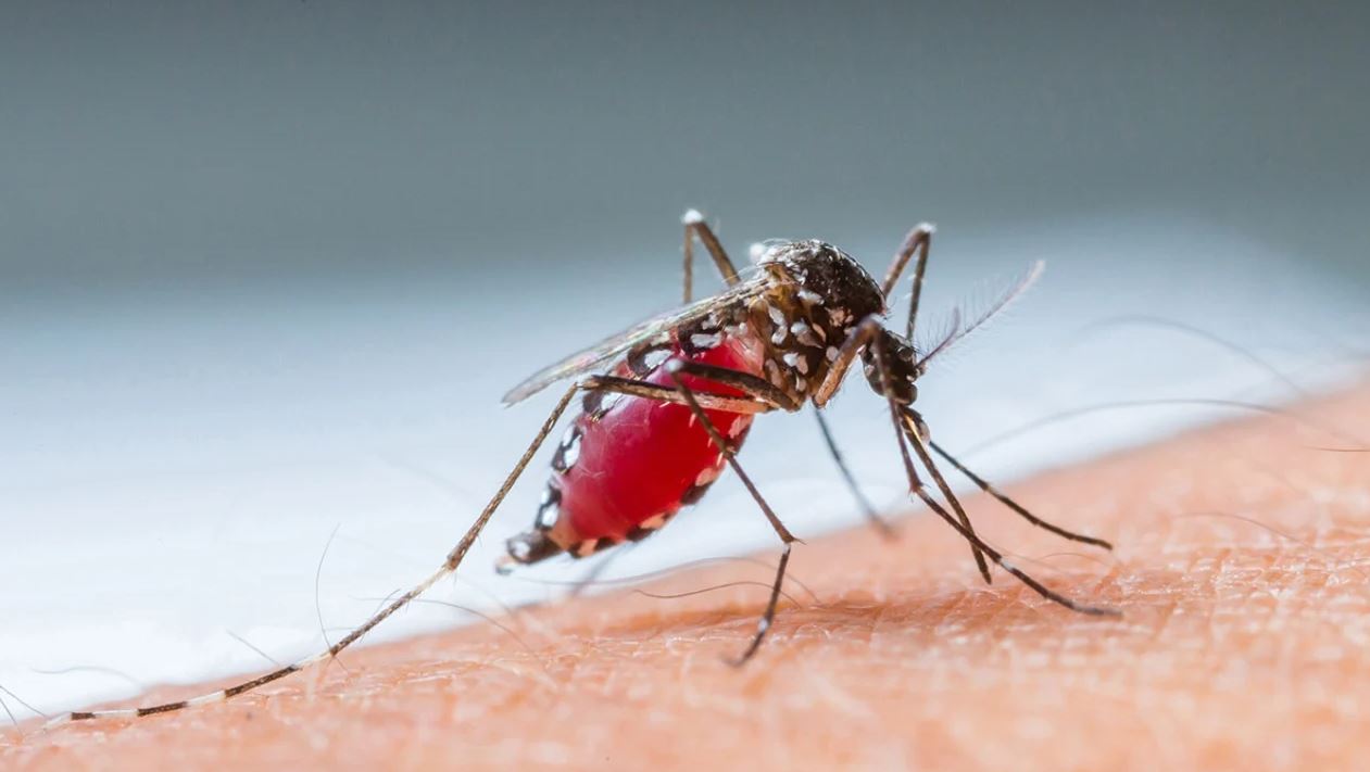 Ethet e Nilit në Shqipëri  epidemiologia e ISHP  Personi i infektuar dyshohet se është pickuar nga mushkonja  Ja zonat me risk më të lartë