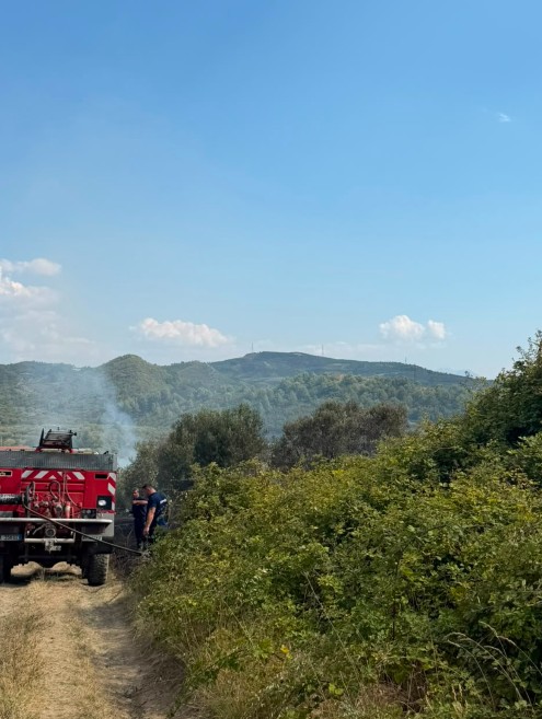 Flakët përfshijnë parcelën me ullinj pranë nënstacionit 400 kV në Elbasan