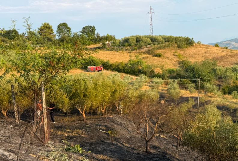 Vihet nën kontroll zjarri në Cërrik  digjen 2 hektarë tokë dhe rreth 250 rrënjë ullinj