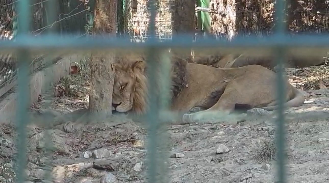 Alarm në Kopshtin Zoologjik të Tiranës  Kafshët vuajnë të sëmura  pa ujë dhe nën temperatura përvëluese