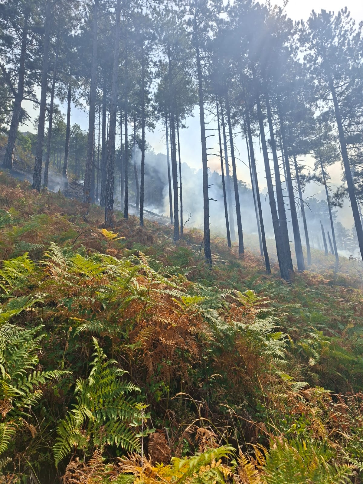 Zjarri përhapet në fshatrat e Ulzës  vijojnë operacionet e ndërhyrjes nga toka dhe ajri
